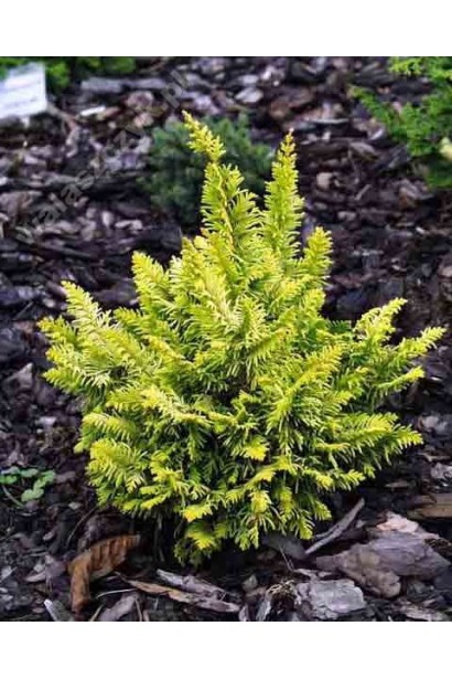 Кипарисовик тупий Тетрагона Ауреа.